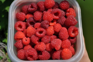 Garden Fresh Raspberries
