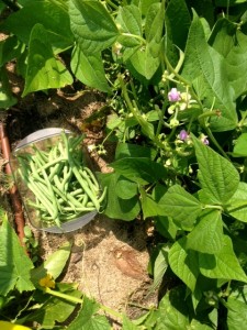 Fresh Picked Green Beans