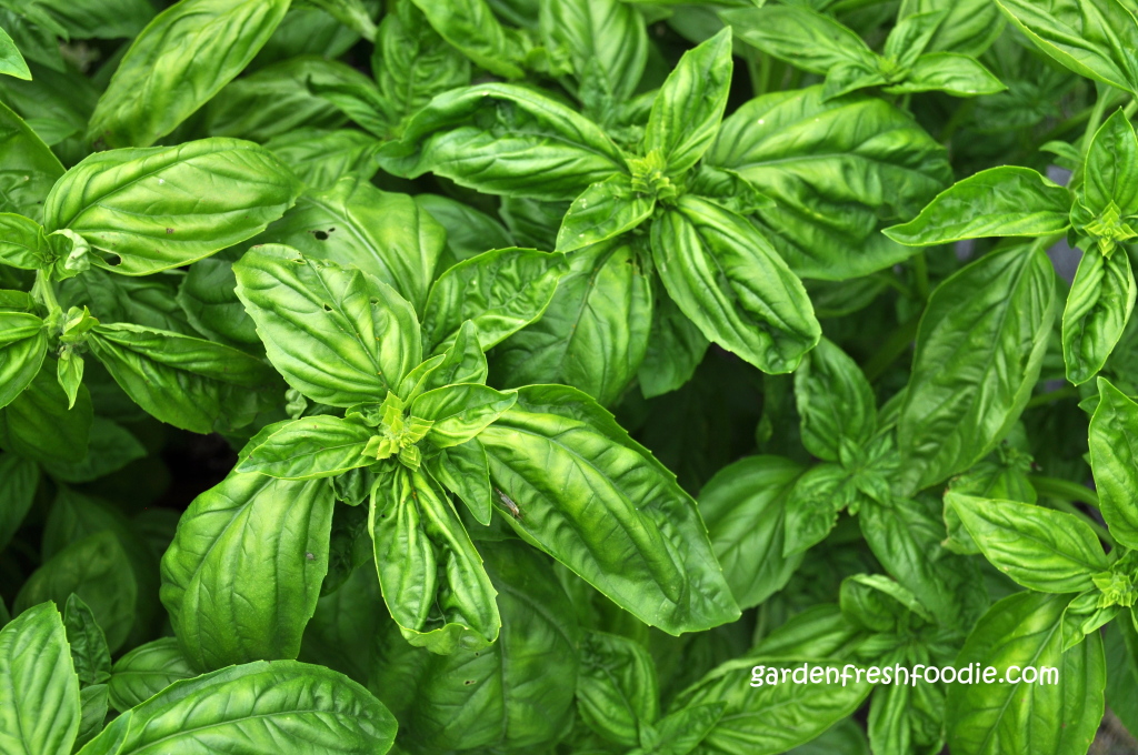 Fresh Basil