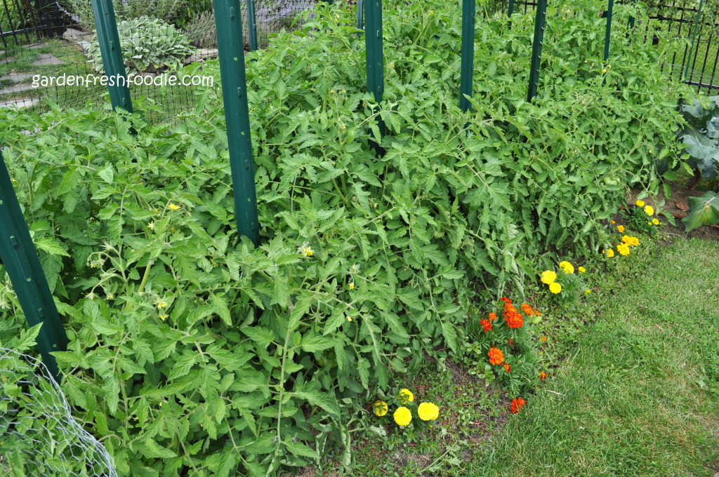 Growing Tomatoes Mid-Season