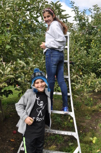 Apple Picking