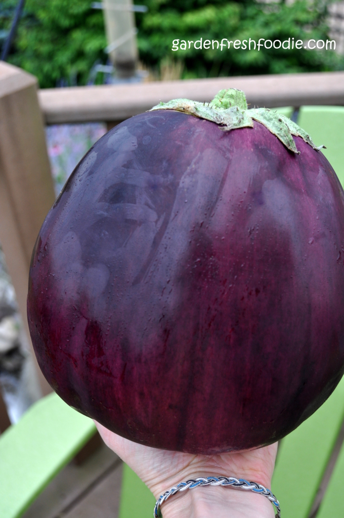 One Large Garden Fresh Eggplant