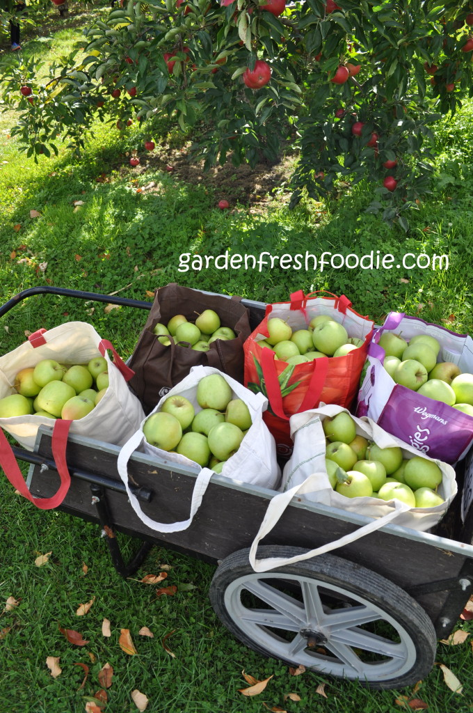 Apple Cart and Apple Tree