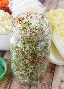 Container of Fresh Alfalfa Sprouts