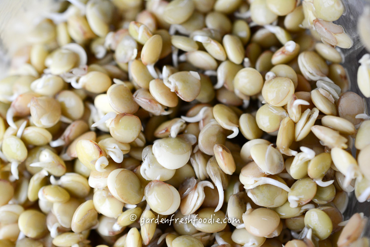 Day 1 Sprouting Lentils Up Close