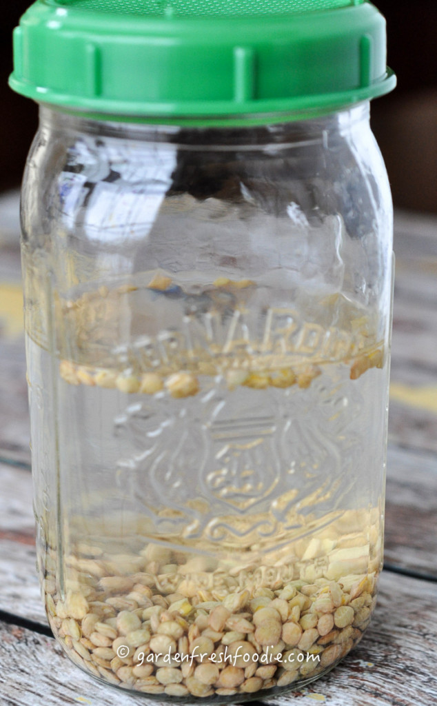 Soaking Lentils For Sprouting