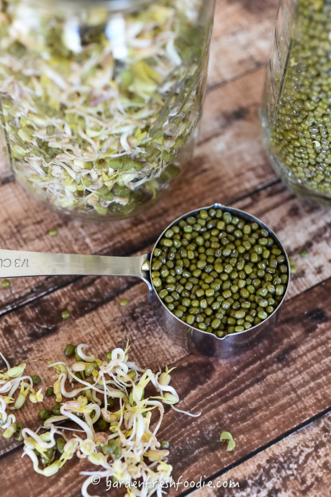 Sprouting Mung Beans