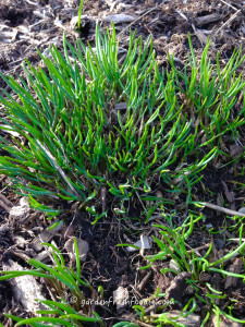 Garden Fresh chives