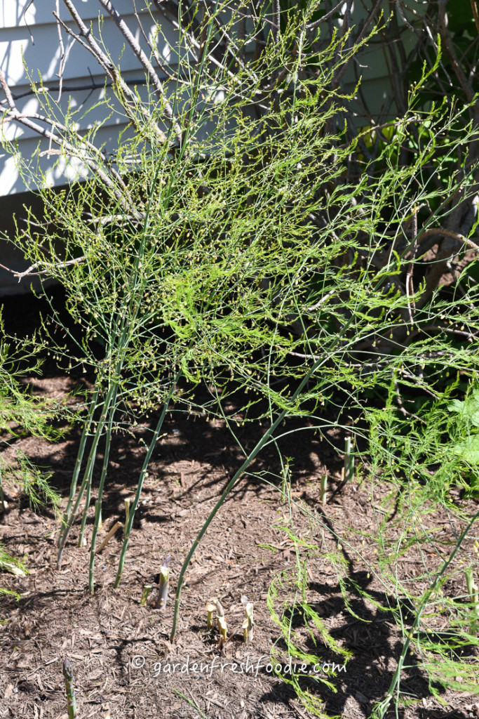 Asparagus Fronds