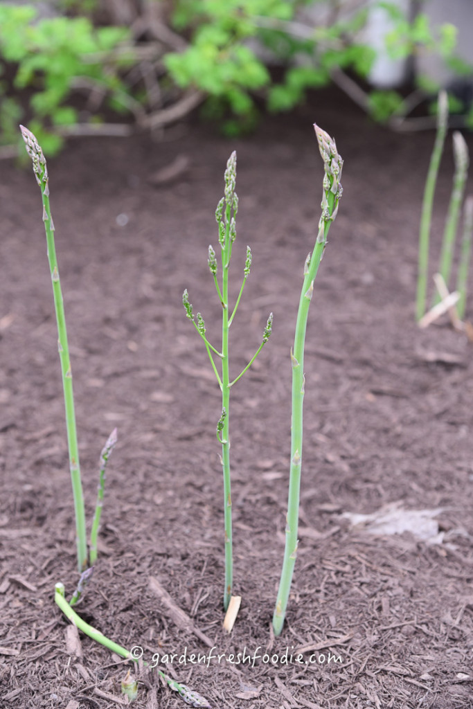 Asparagus Not Right For Picking