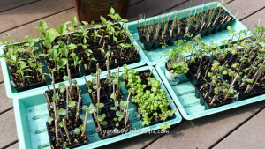 Hardening Off Seedlings