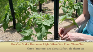 When To Stake Tomatoes