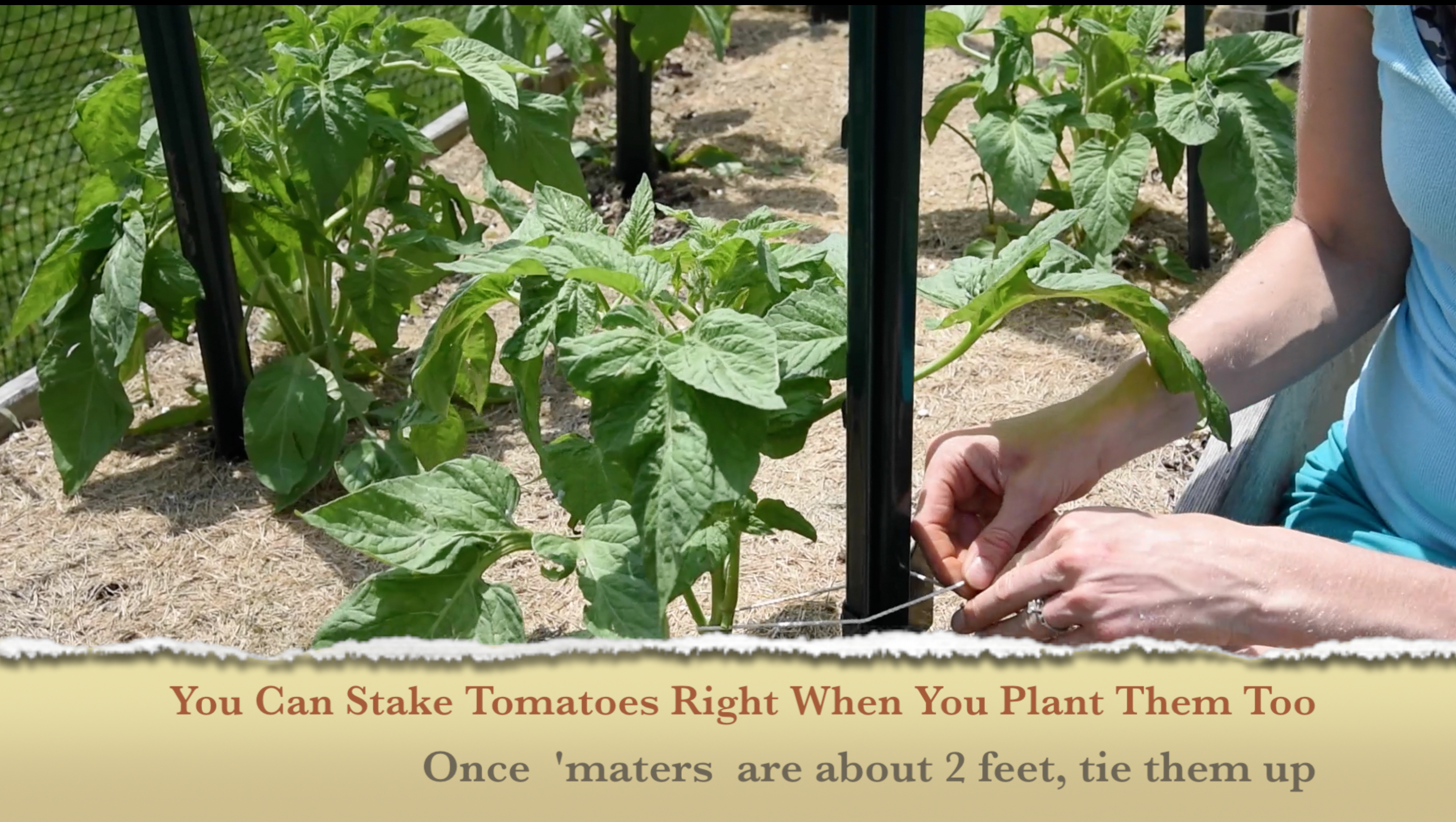How To Tie Up Your Tomatoes Garden Fresh Foodie