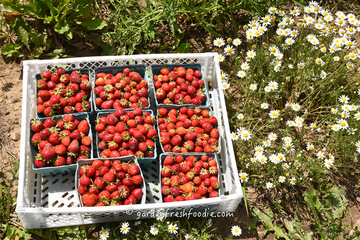 Just Picked Organic Strawberries