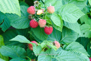 Raspberries In The Garden