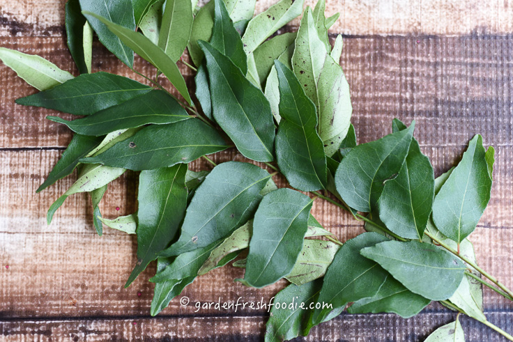 Fresh Curry Leaves