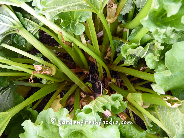 Inside Look of Rhubarb Stems In The Organic Garden